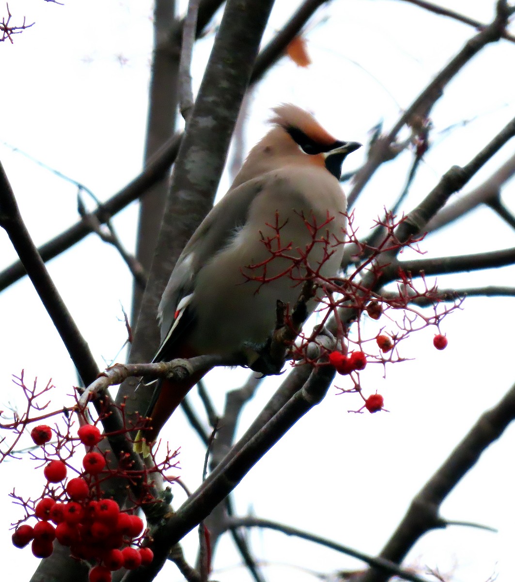 Bohemian Waxwing - ML646358308