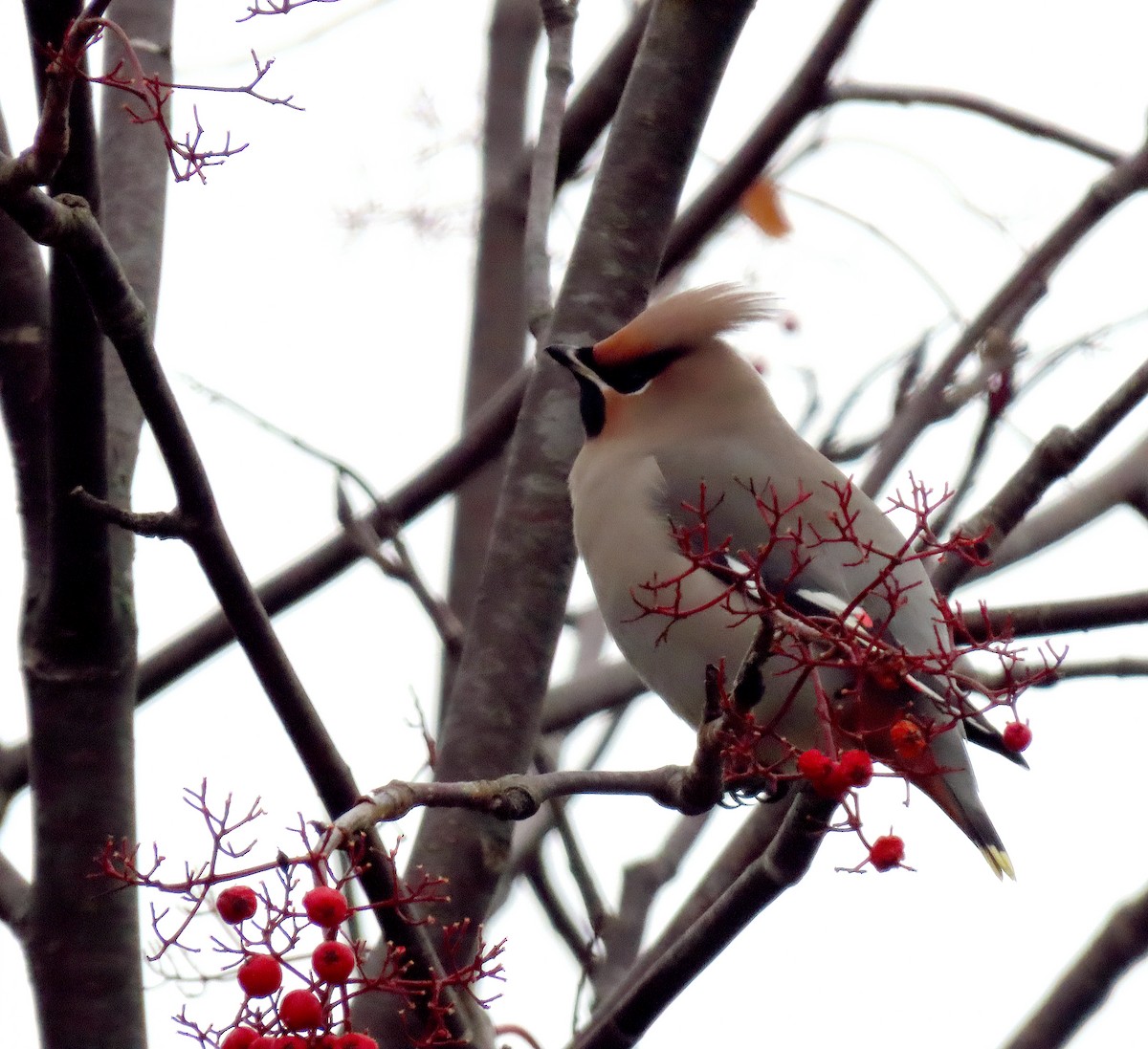 Bohemian Waxwing - ML646358309