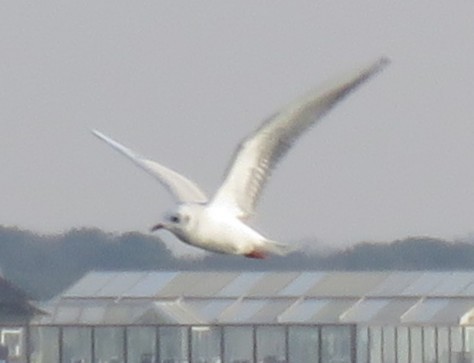 שחף אגמים - ML646358313