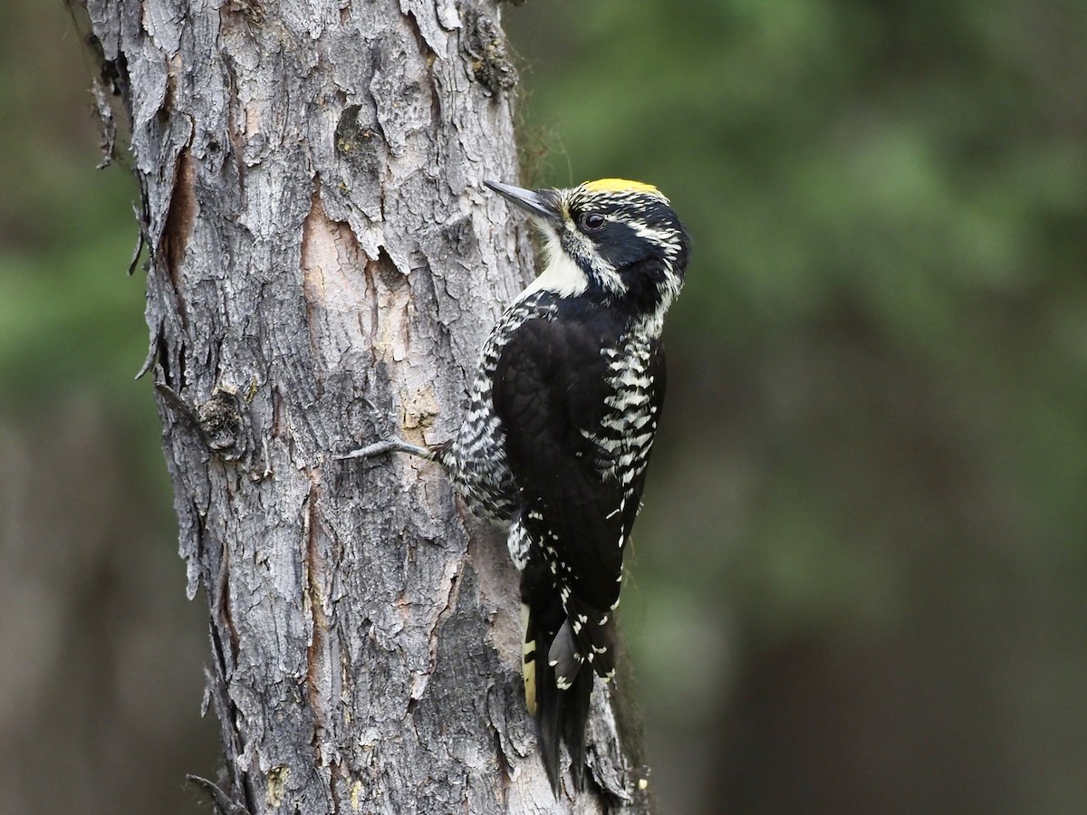 American Three-toed Woodpecker (Northwest) - ML646358314