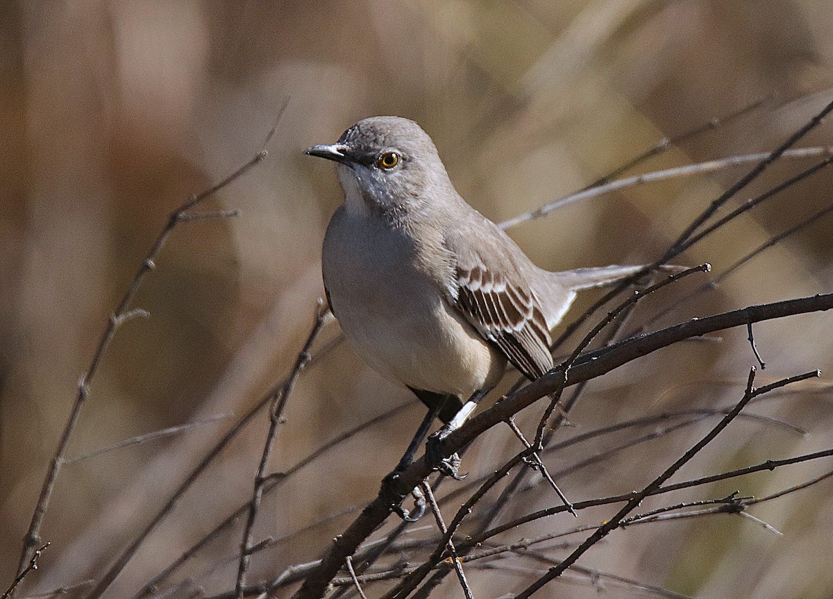 Пересмішник багатоголосий - ML646358316