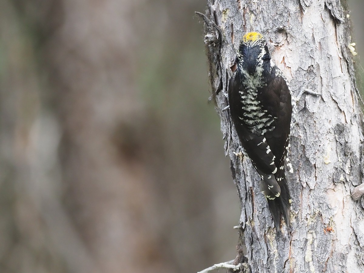 American Three-toed Woodpecker (Northwest) - ML646358318