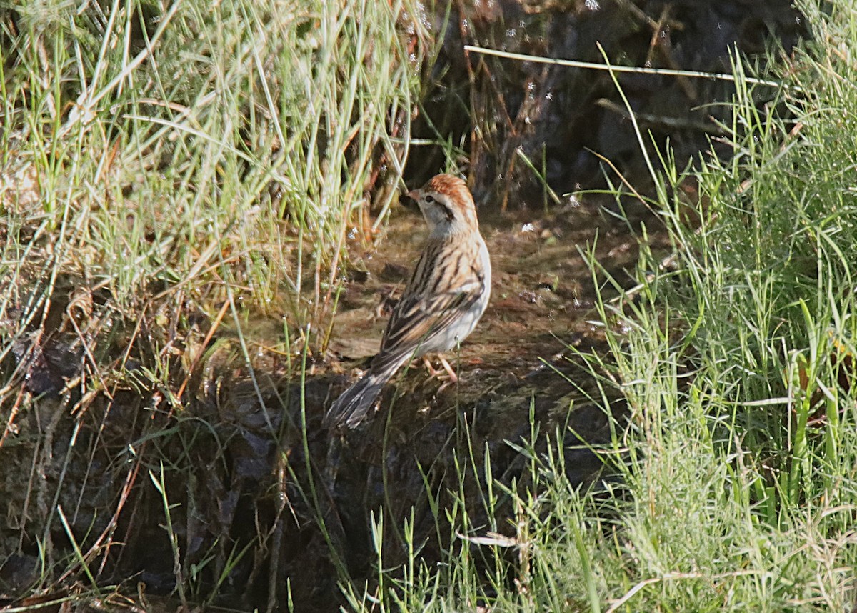Chipping Sparrow - ML646358320
