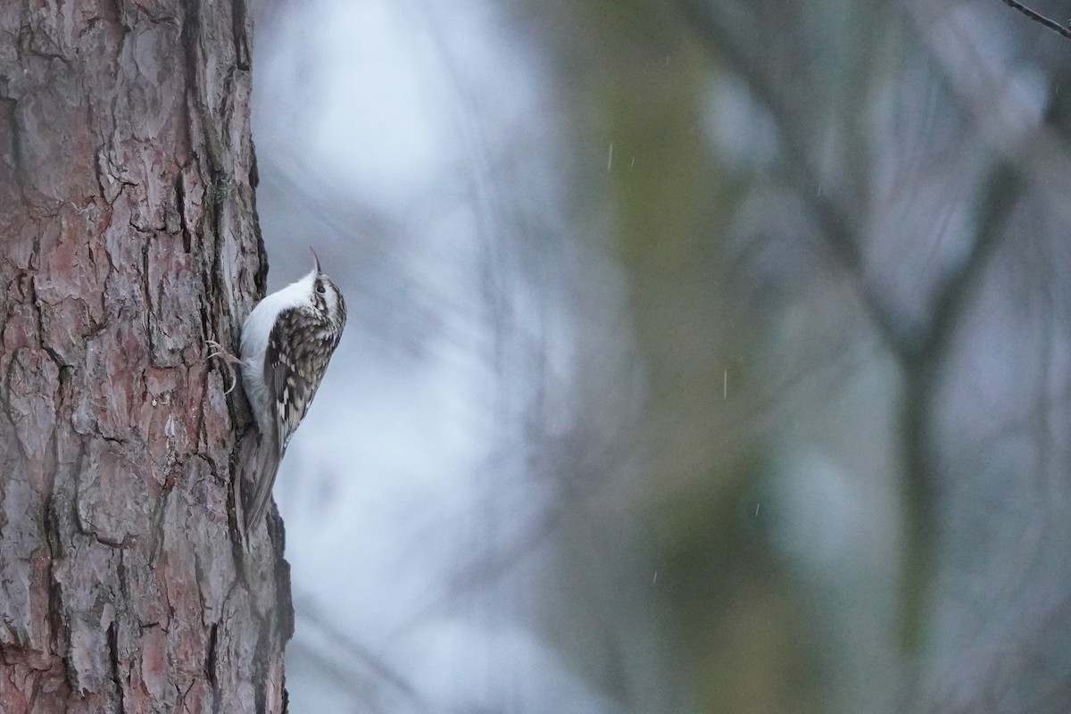 Eurasian Treecreeper - ML646358323