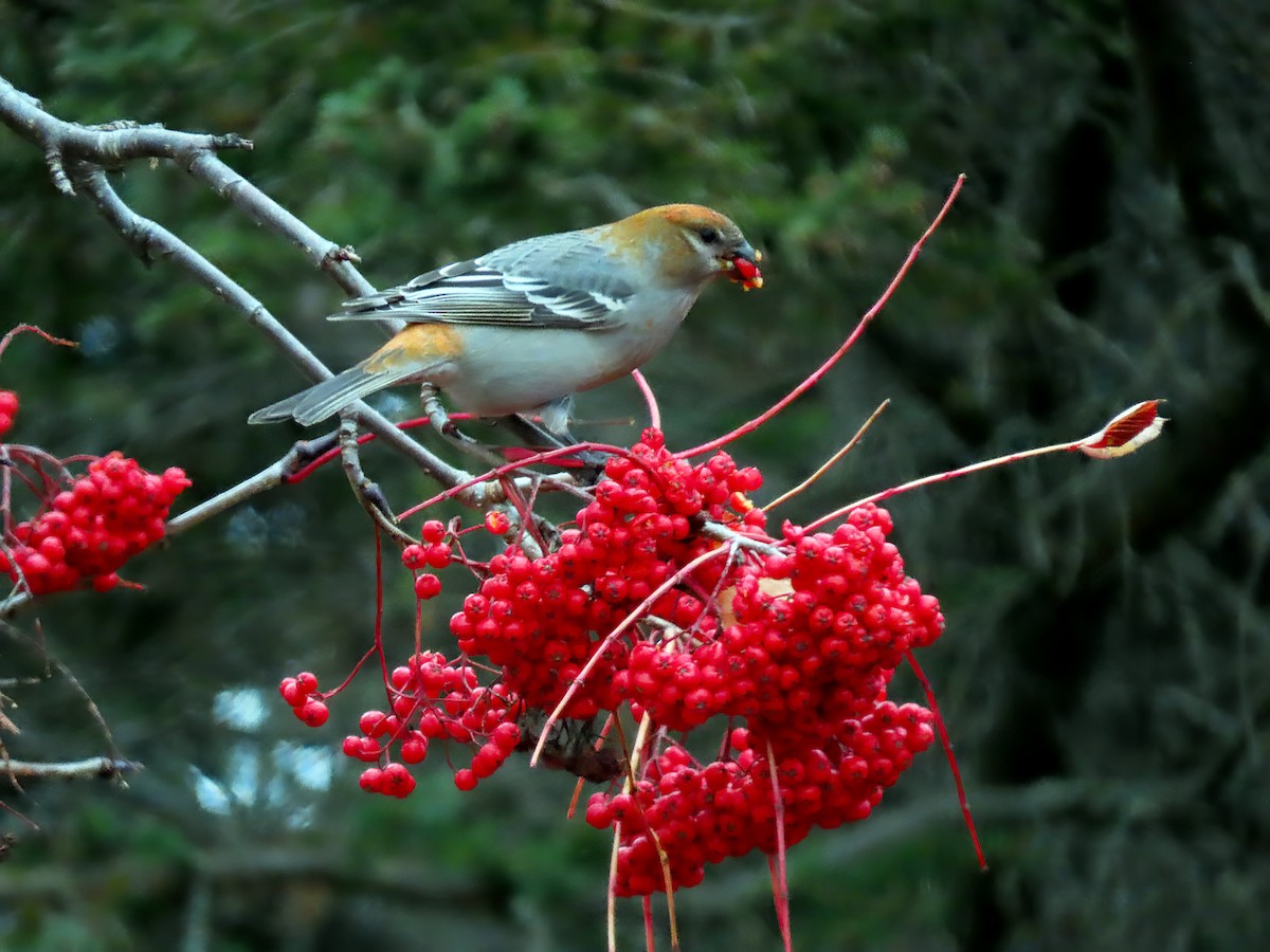 ギンザンマシコ - ML646358324