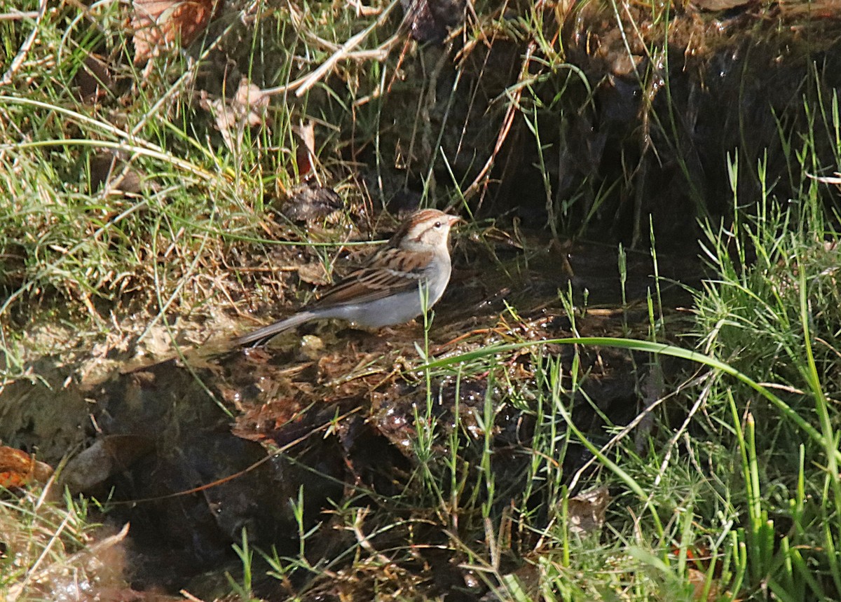 Chipping Sparrow - ML646358325