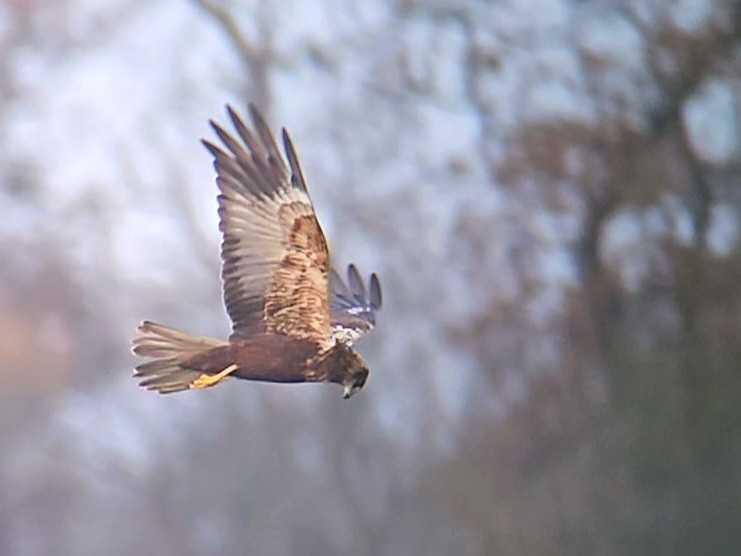 moták pochop - ML646358330