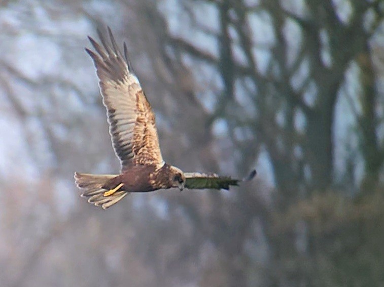 moták pochop - ML646358331