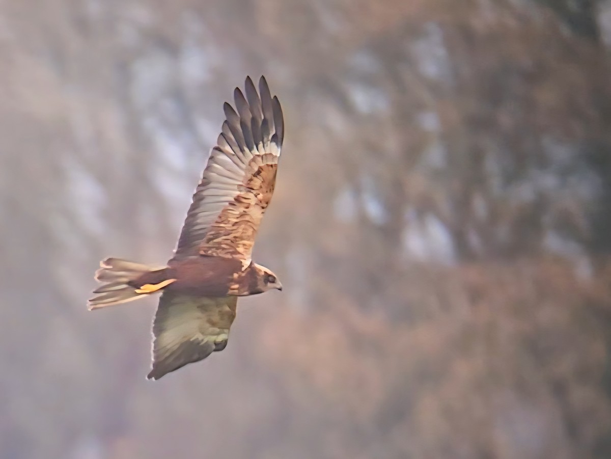 moták pochop - ML646358332