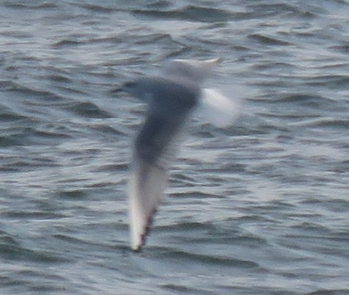 Bonaparte's Gull - ML646358335