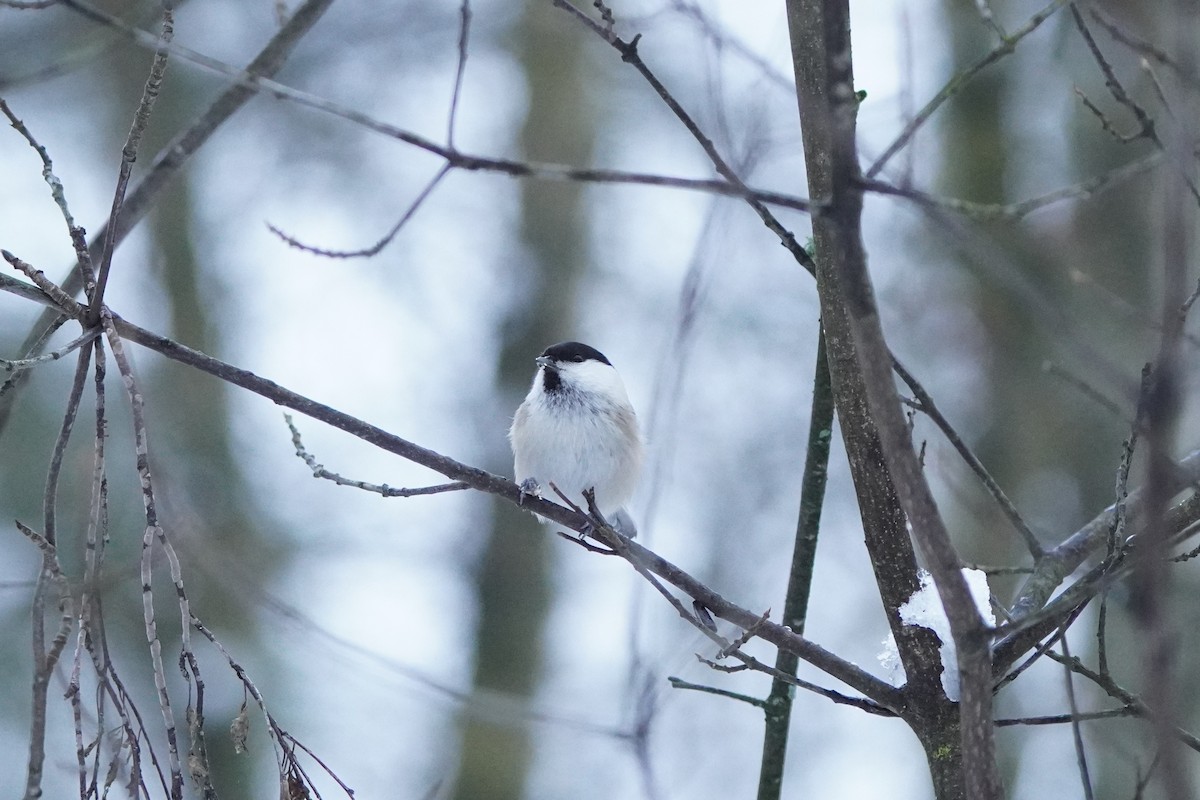 Willow Tit - ML646358339