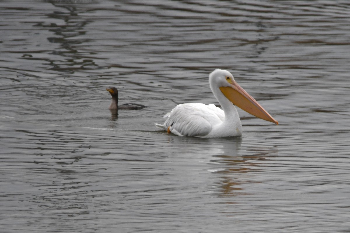 American White Pelican - ML646358340
