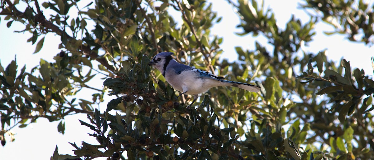 Geai bleu - ML646358342