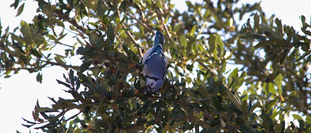 Geai bleu - ML646358343