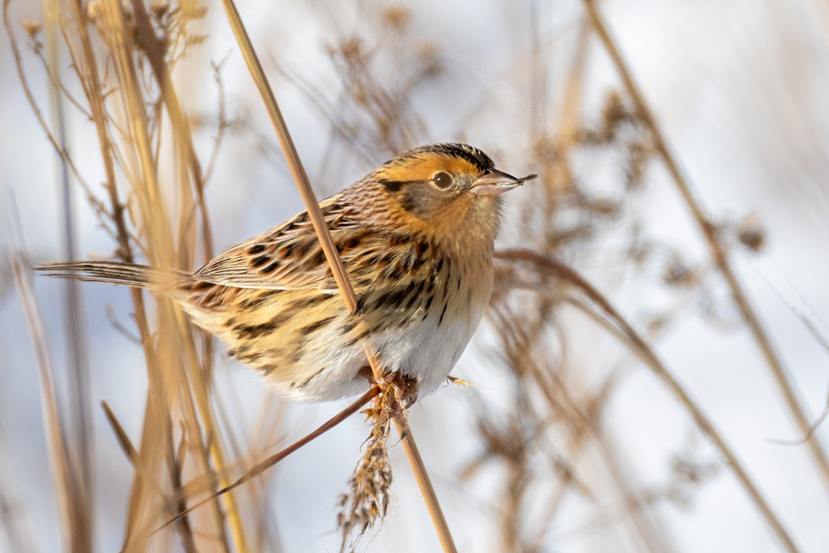 LeConte's Sparrow - ML646358344