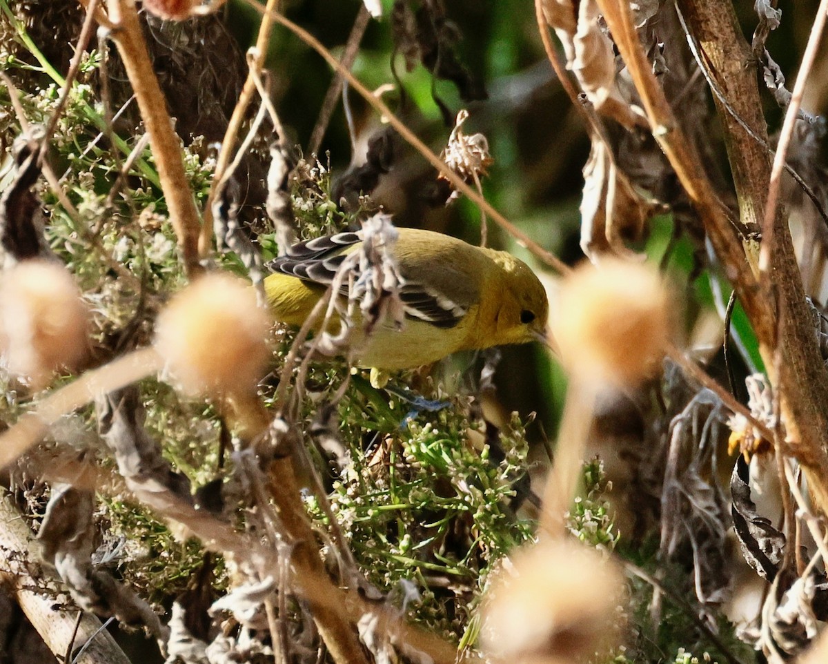 Orchard Oriole - ML646358346
