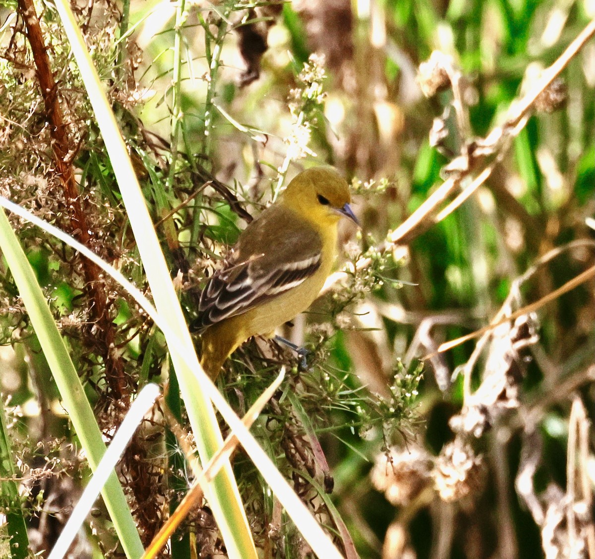 Orchard Oriole - ML646358347