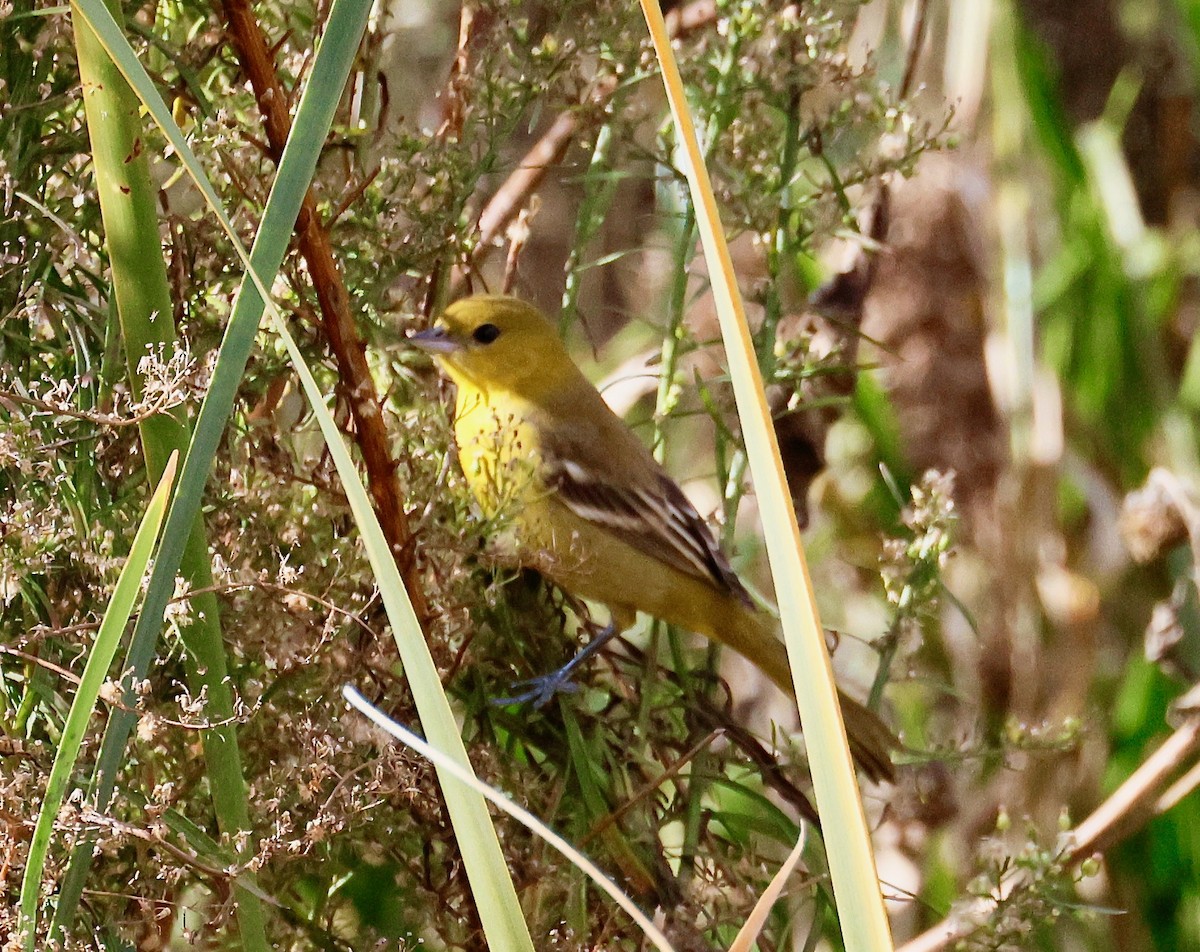 Orchard Oriole - ML646358348