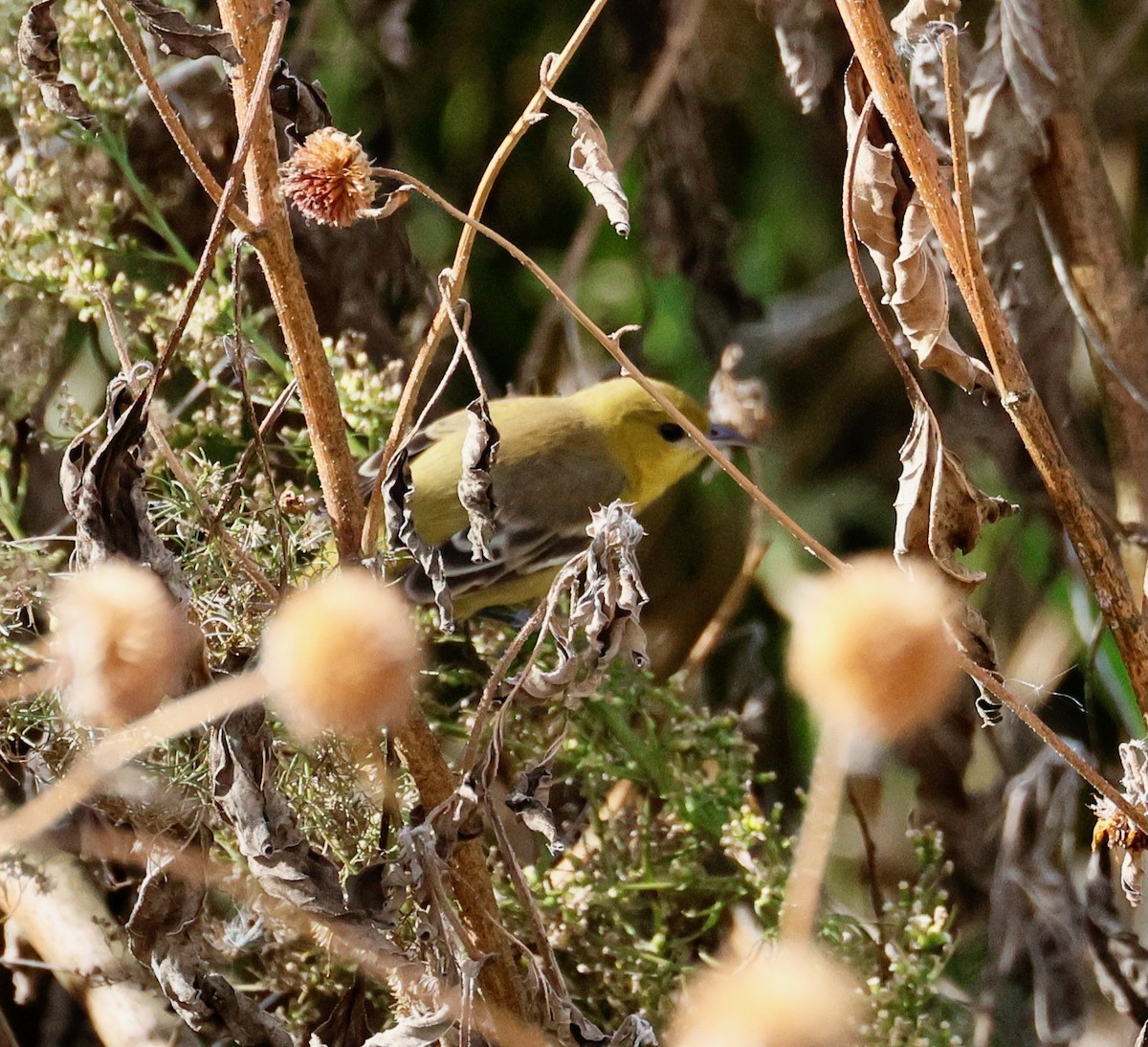 Orchard Oriole - ML646358349