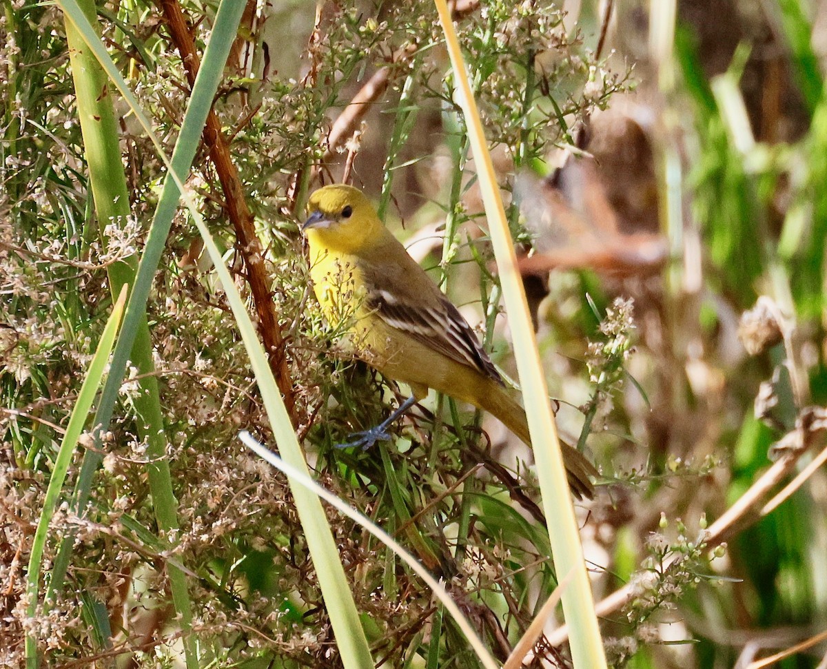 Orchard Oriole - ML646358350