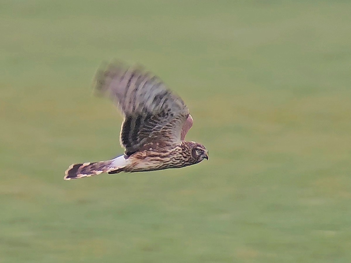 moták pilich - ML646358351