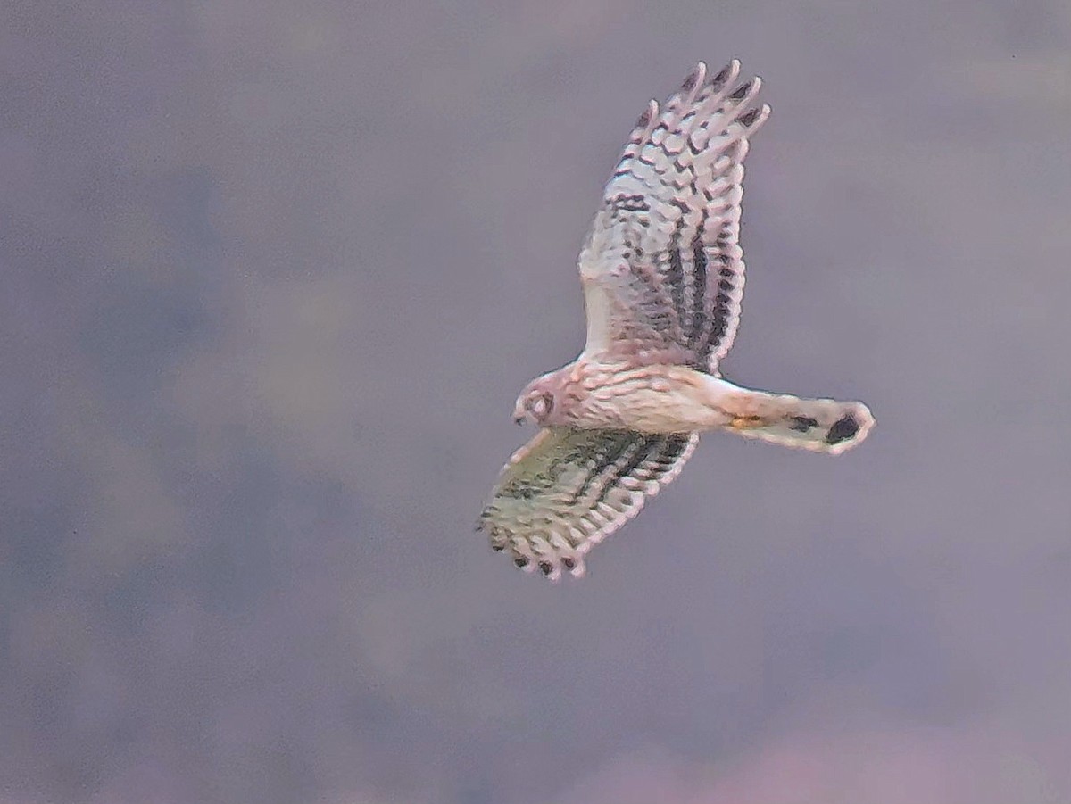 moták pilich - ML646358352