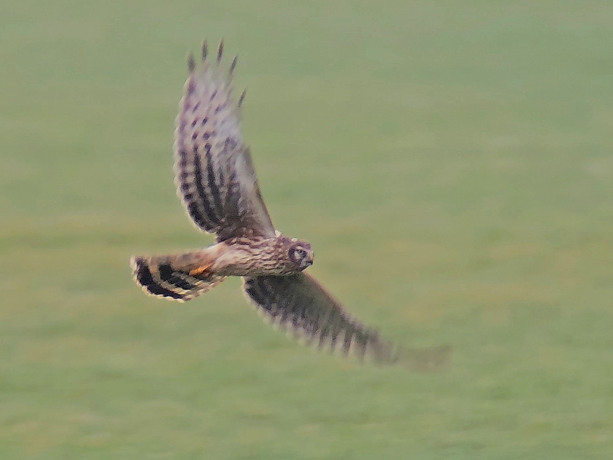 moták pilich - ML646358353