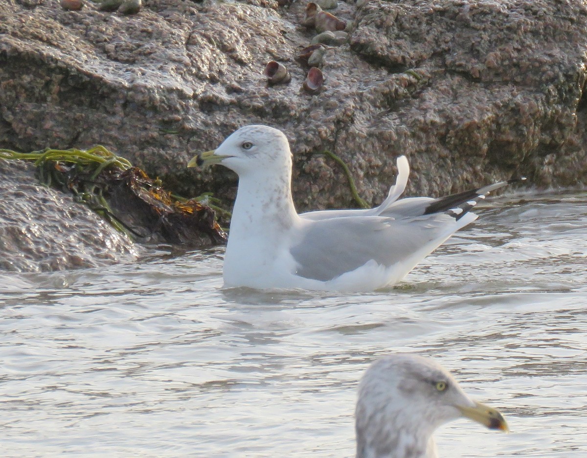 Ring-billed Gull - ML646358354
