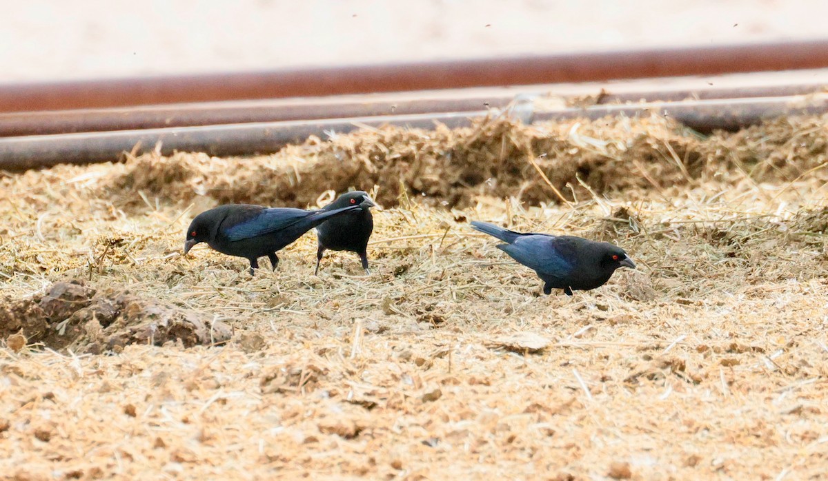 Bronzed Cowbird - ML646358355