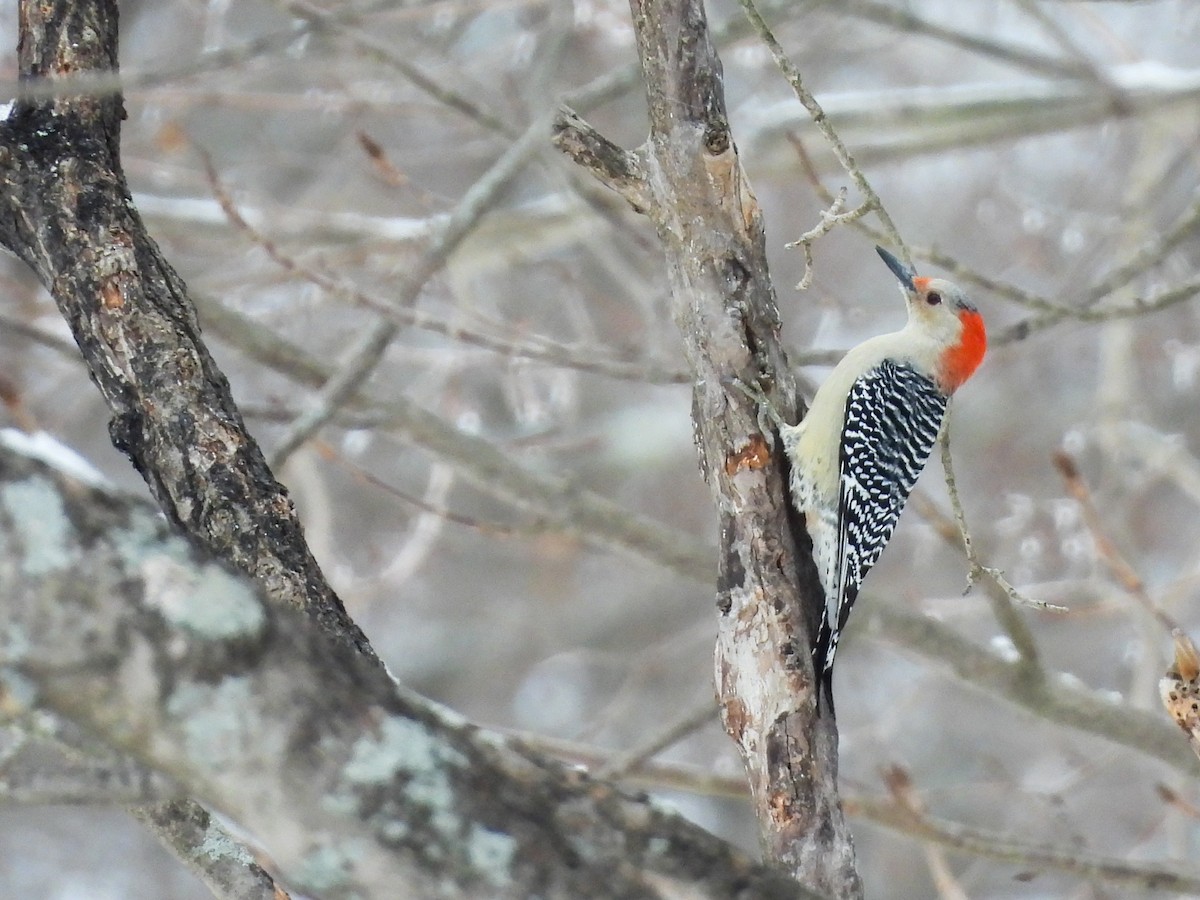 Red-bellied Woodpecker - ML646358356