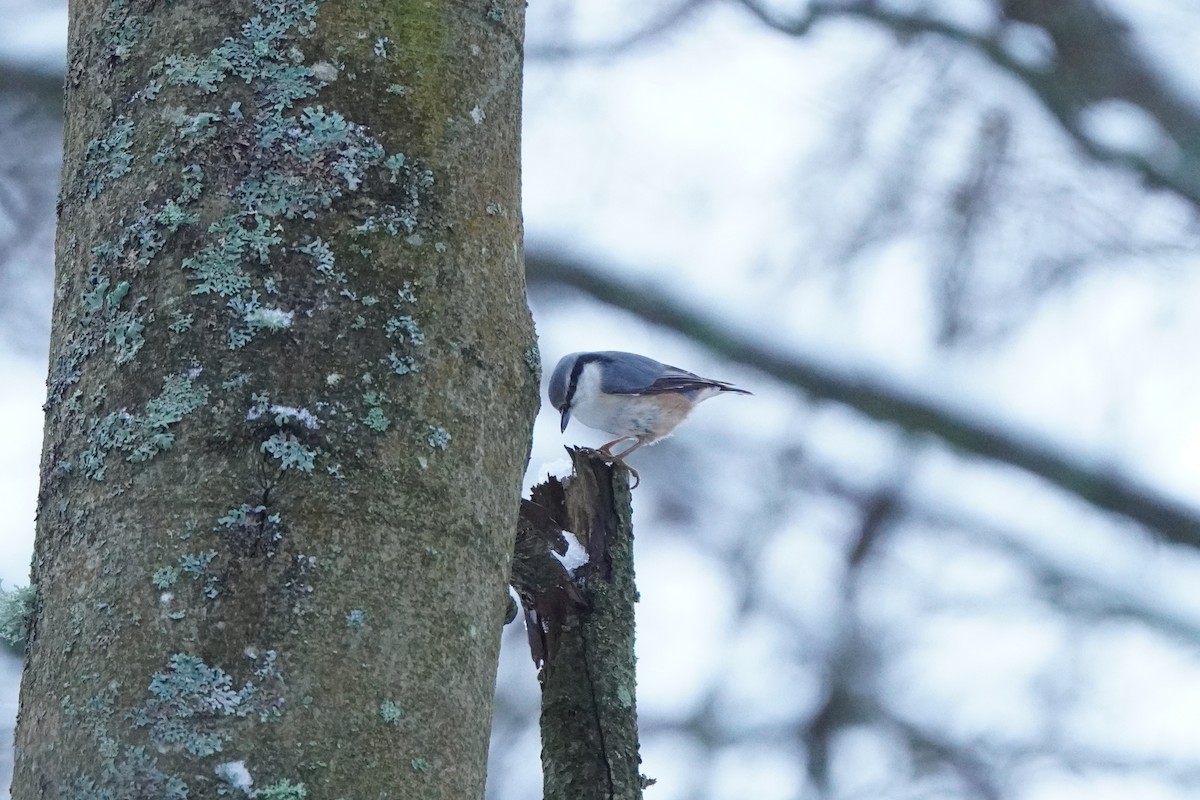 Eurasian Nuthatch - ML646358357