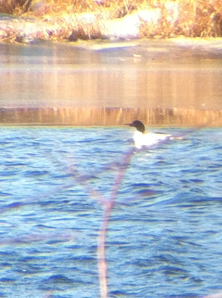 カワアイサ - ML646358361