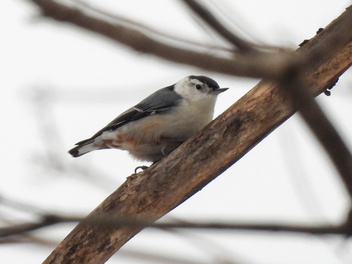 White-breasted Nuthatch - ML646358363