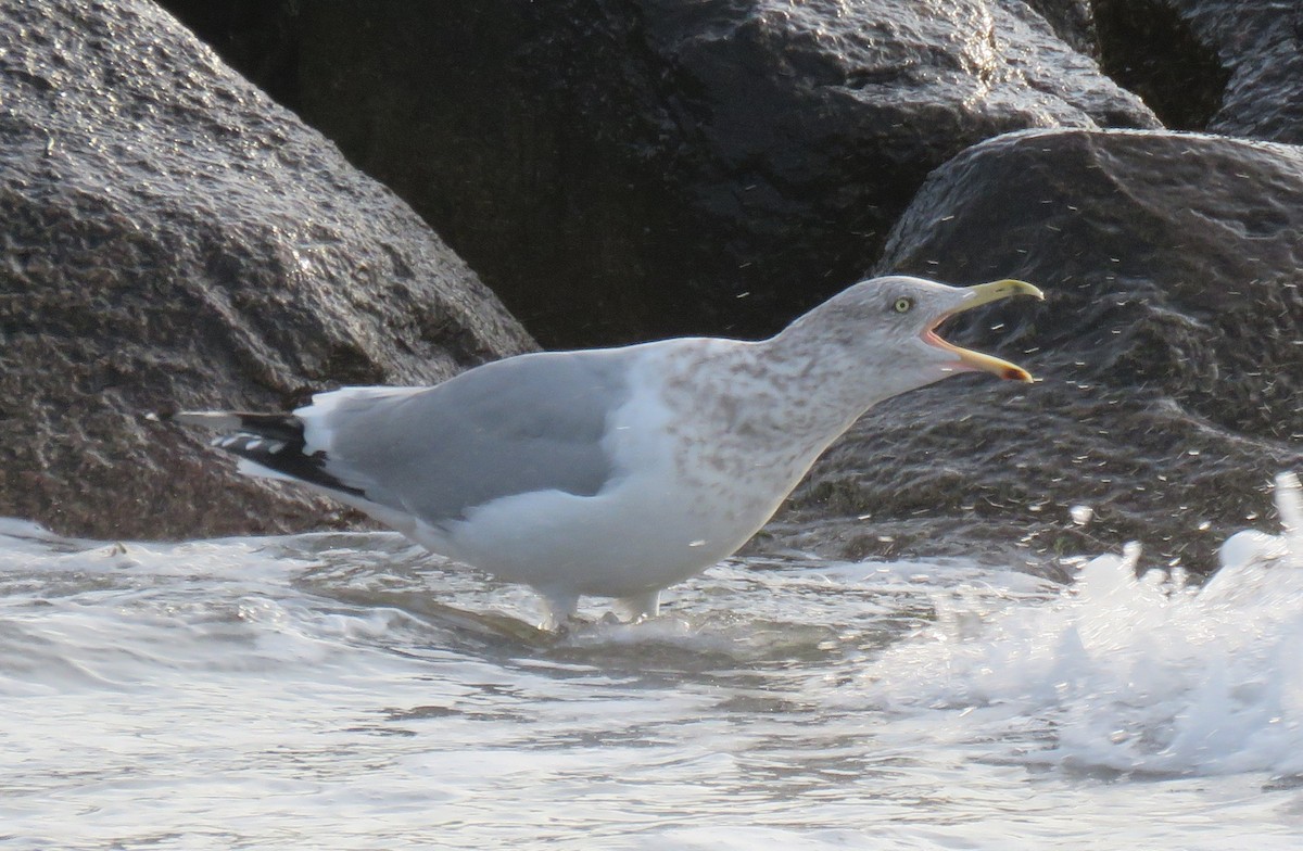 American Herring Gull - ML646358365