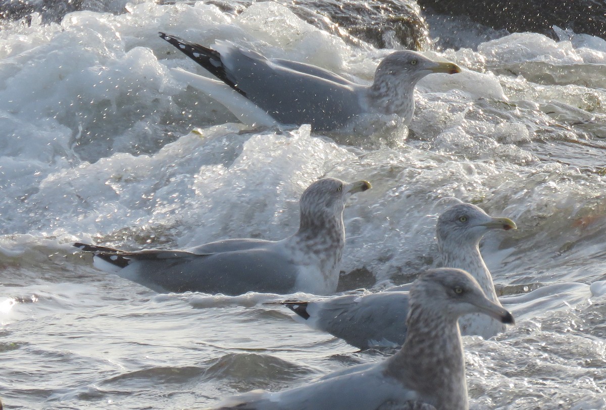 American Herring Gull - ML646358366