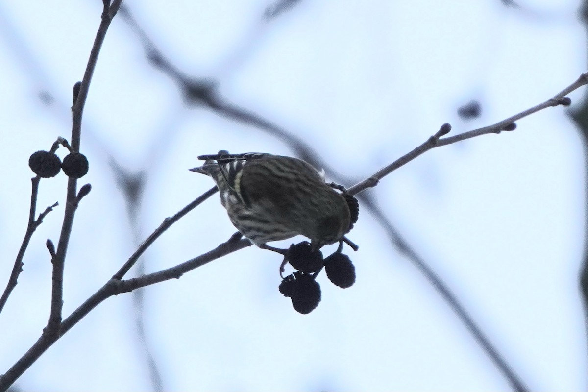 Eurasian Siskin - ML646358370