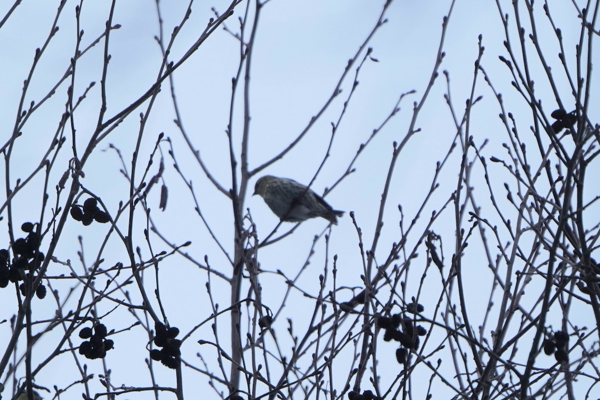 Eurasian Siskin - ML646358371