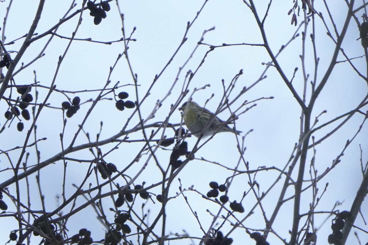 Eurasian Siskin - ML646358373