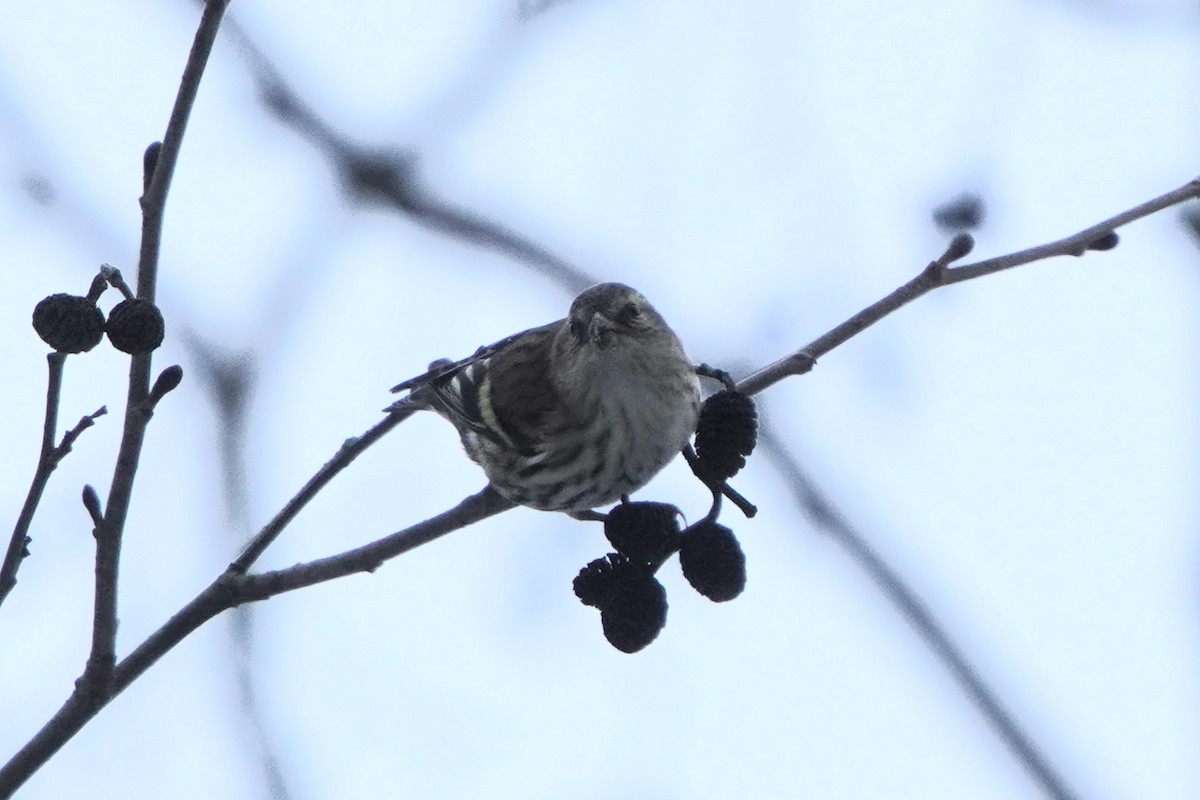 Eurasian Siskin - ML646358374