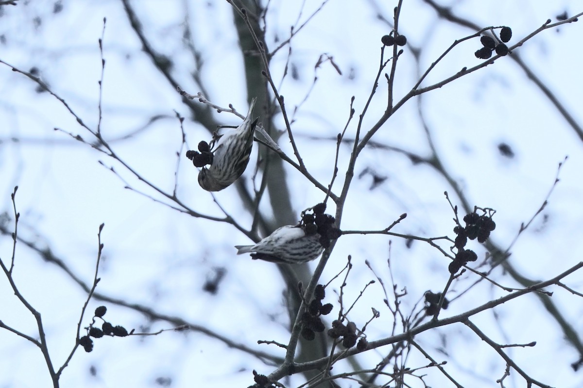 Eurasian Siskin - ML646358375