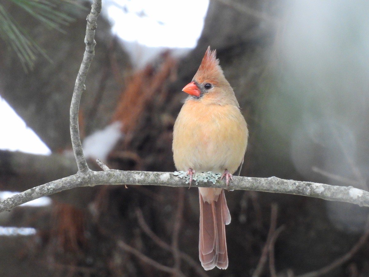 Northern Cardinal - ML646358376