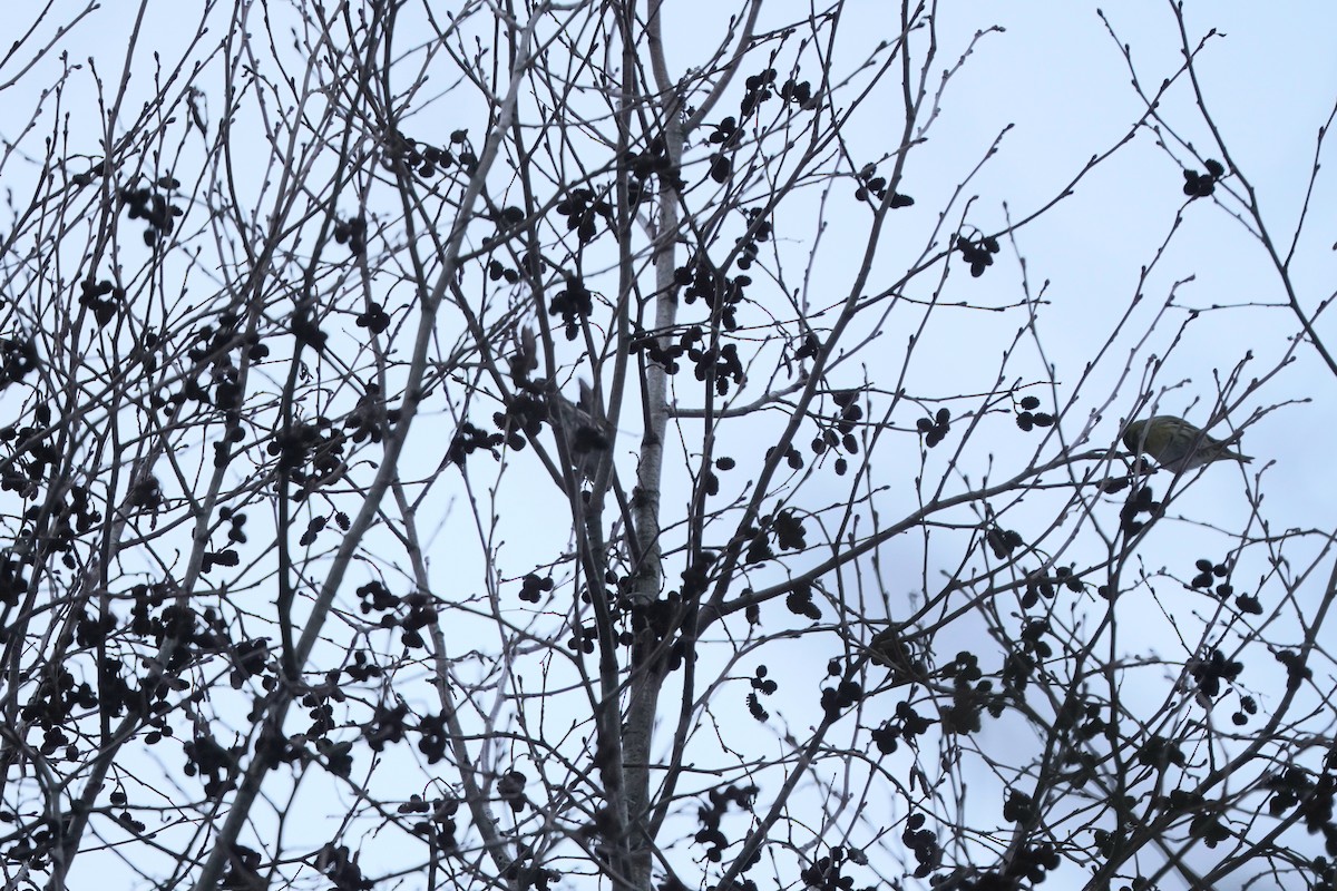 Eurasian Siskin - ML646358377