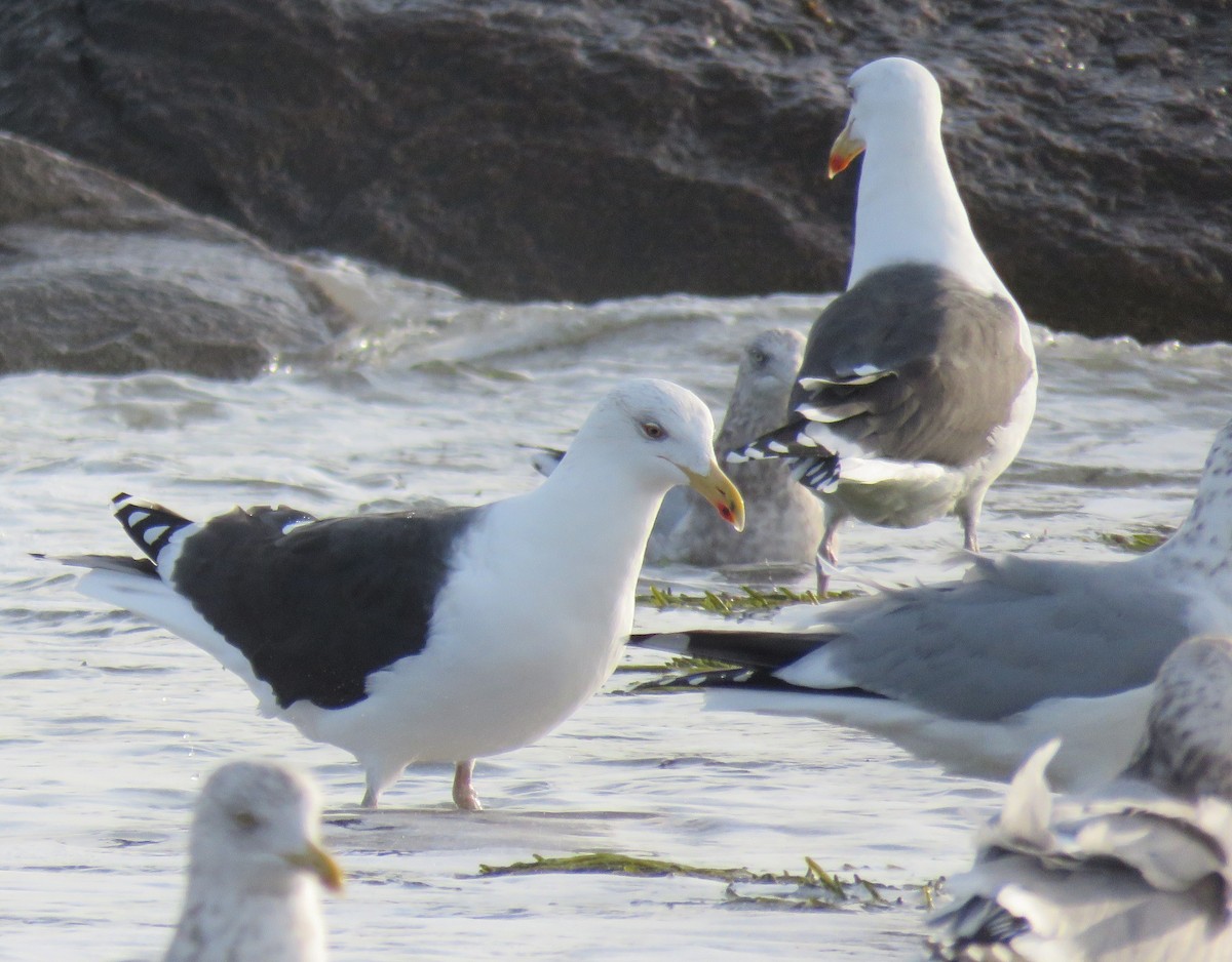 Great Black-backed Gull - ML646358379