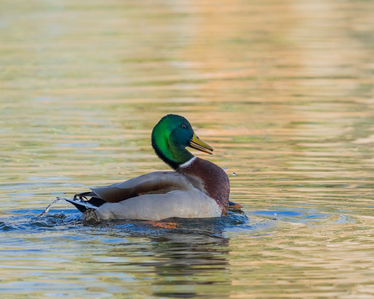 Кряква - ML646358388