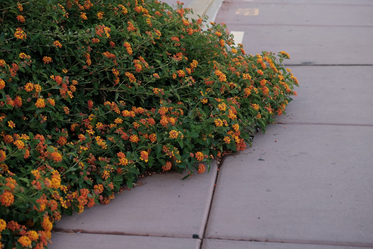 Александров колибри - ML646358392