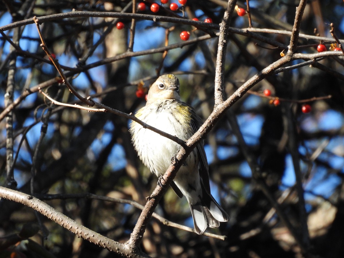 Миртовый певун - ML646358393