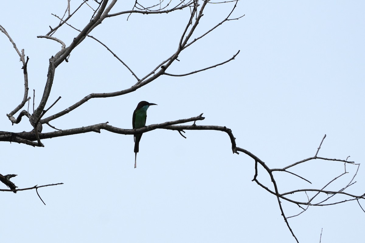 Малайская щурка - ML646358398