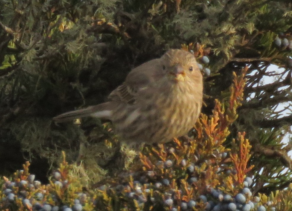 Мексиканская чечевица - ML646358399