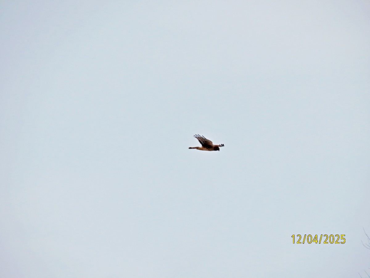 Американский лунь - ML646358400