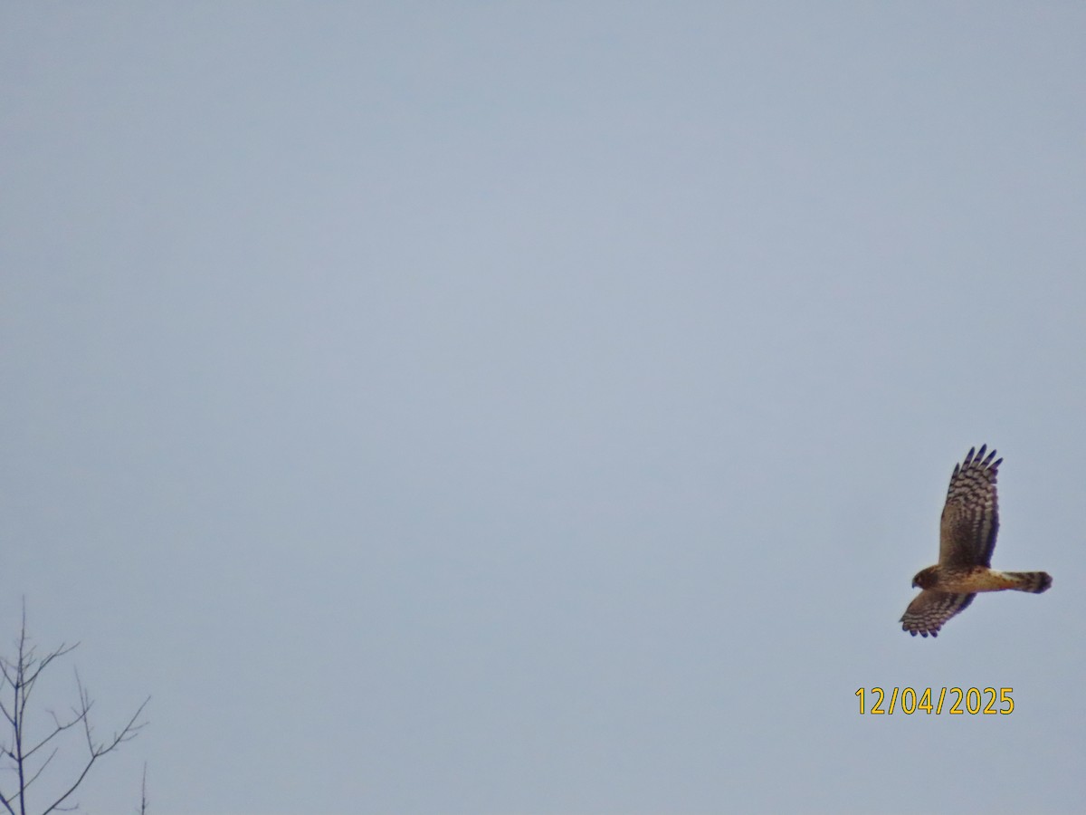 Американский лунь - ML646358401